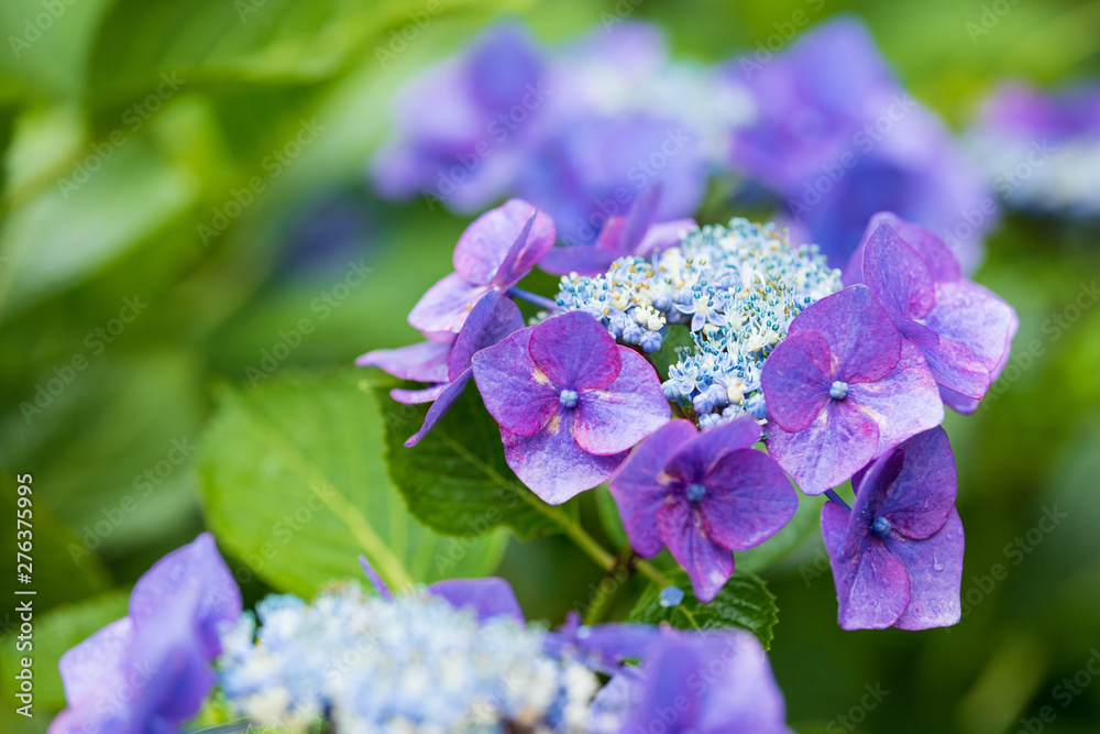 custom made wallpaper toronto digital紫陽花