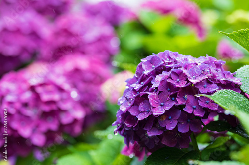 Wallpaper Mural 紫陽花 Torontodigital.ca