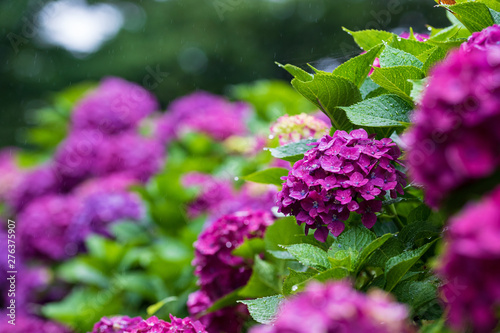 Wallpaper Mural 紫陽花 Torontodigital.ca