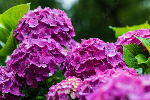 Wallpaper Mural 紫陽花 Torontodigital.ca