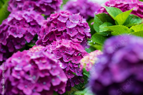 Wallpaper Mural 紫陽花 Torontodigital.ca