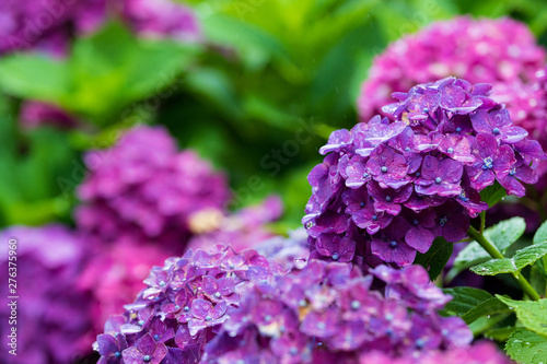 Wallpaper Mural 紫陽花 Torontodigital.ca