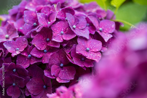 Wallpaper Mural 紫陽花 Torontodigital.ca