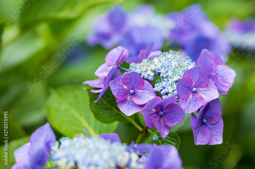 Wallpaper Mural 紫陽花 Torontodigital.ca