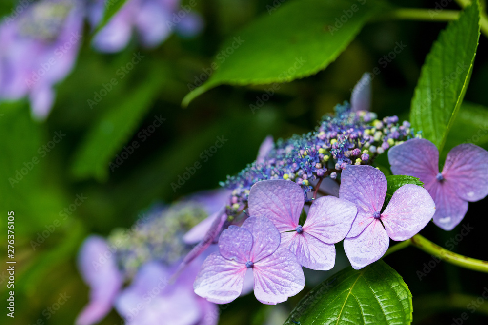 custom made wallpaper toronto digital紫陽花