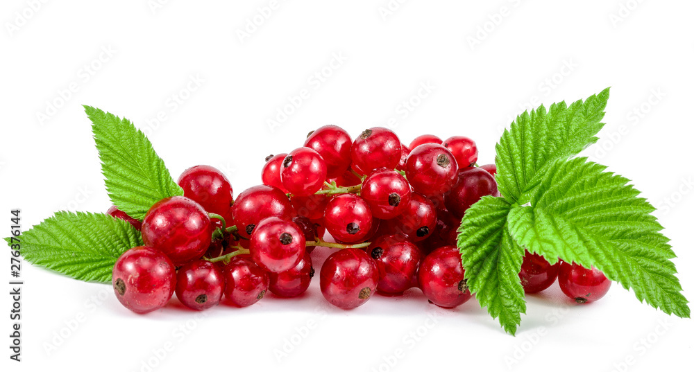 .red berries and green leaves on a white background .red berries and green leaves on a white background