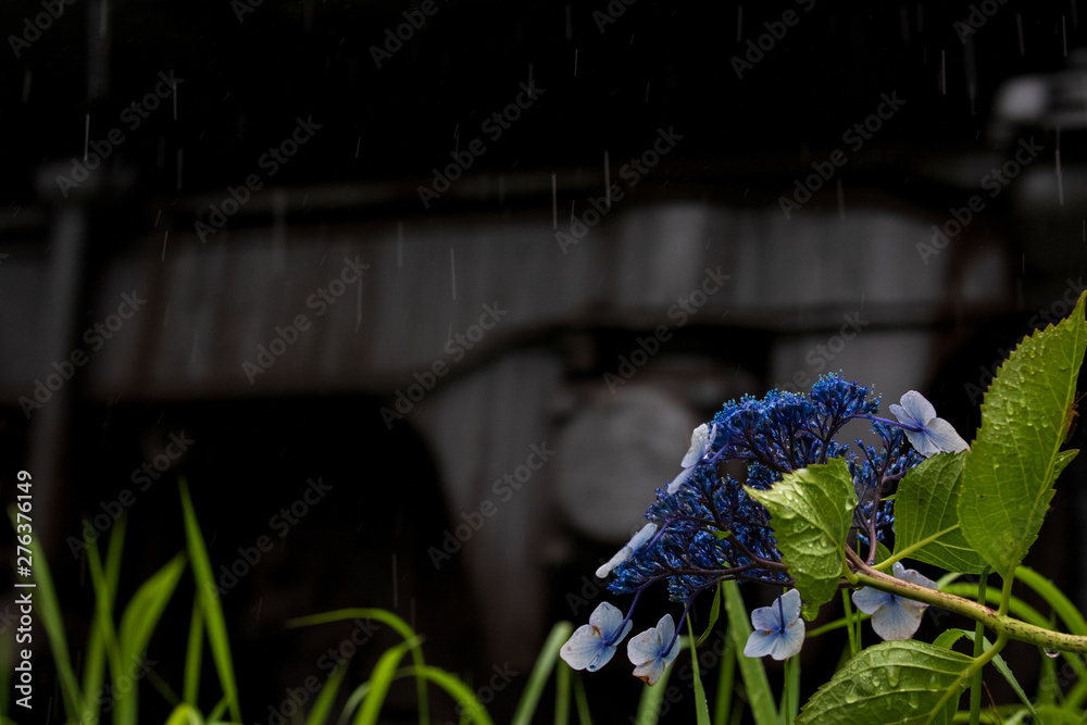 custom made wallpaper toronto digital紫陽花