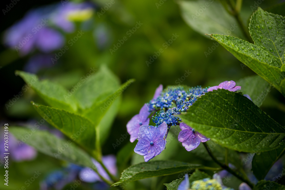 custom made wallpaper toronto digital紫陽花