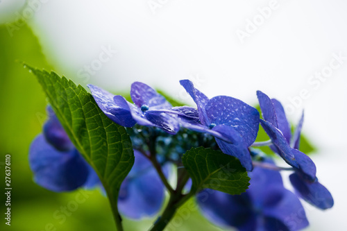 Wallpaper Mural 紫陽花 Torontodigital.ca