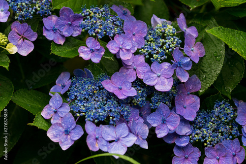 Wallpaper Mural 紫陽花 Torontodigital.ca