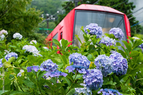 Wallpaper Mural 紫陽花 Torontodigital.ca