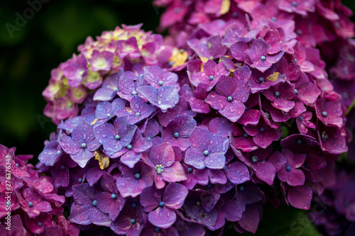 Wallpaper Mural 紫陽花 Torontodigital.ca