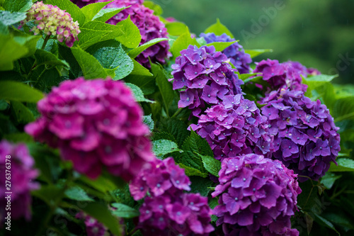 Wallpaper Mural 紫陽花 Torontodigital.ca