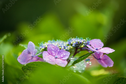 Wallpaper Mural 紫陽花 Torontodigital.ca