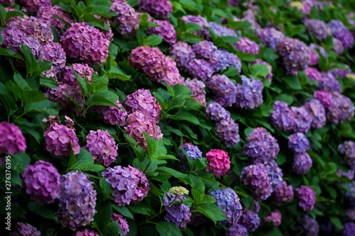 Wallpaper Mural 紫陽花 Torontodigital.ca