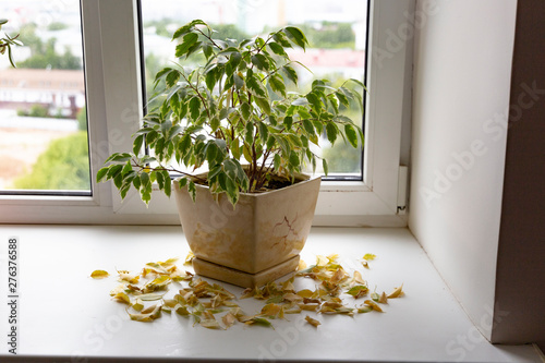 Canvas Print Take care of household plants and flowers