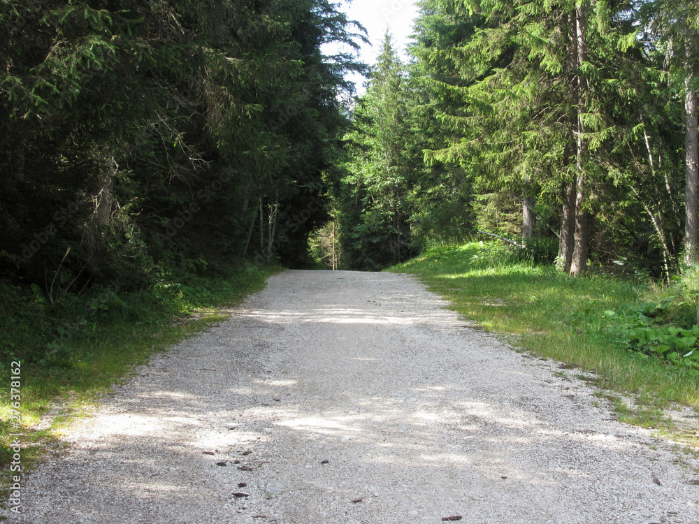 Footpath leading through a green coniferous forest at summer . La Villa, Bolzano, Alto Adige, South Tyrol, Italy Footpath leading through a green coniferous forest at summer . La Villa, Bolzano, Alto Adige, South Tyrol, Italy