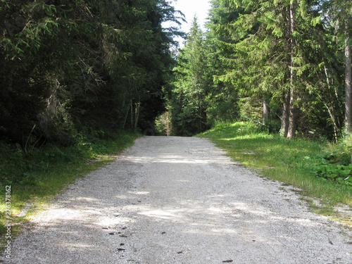 Footpath leading through a green coniferous forest at summer . La Villa  Bolzano  Alto Adige  South Tyrol  Italy