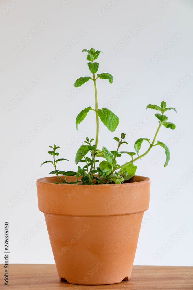 鉢植えのスペアミントの苗