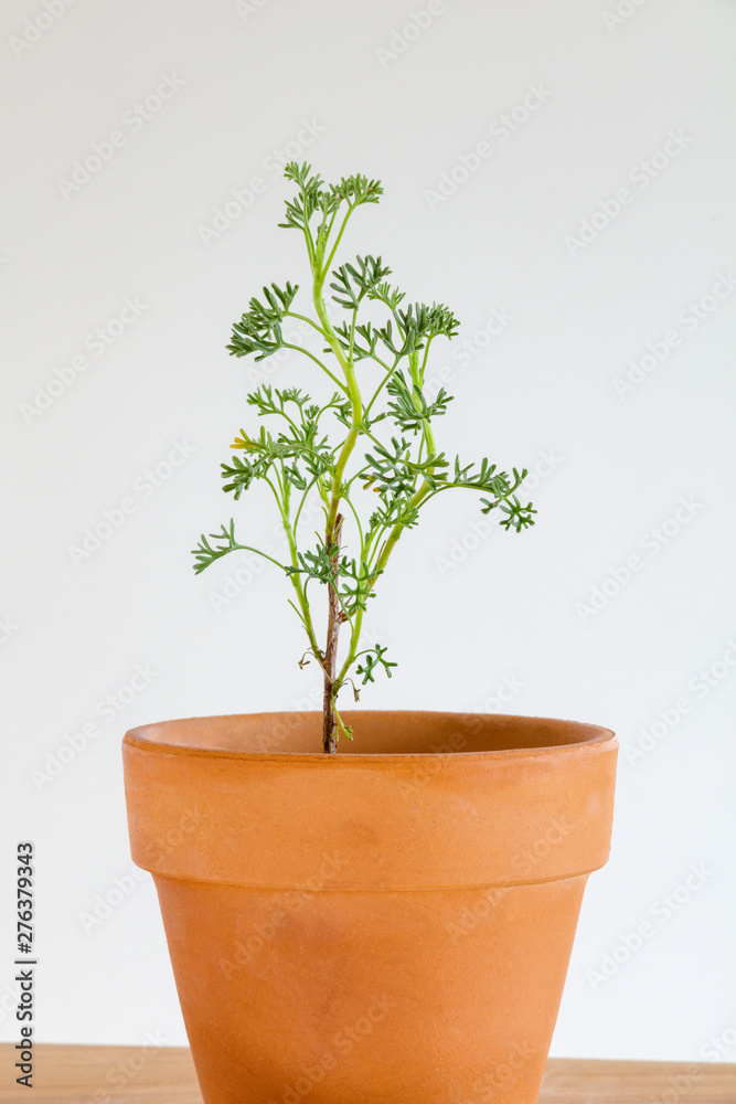 Fototapeta premium 鉢植えのゼラニウム・サザンウッドの苗