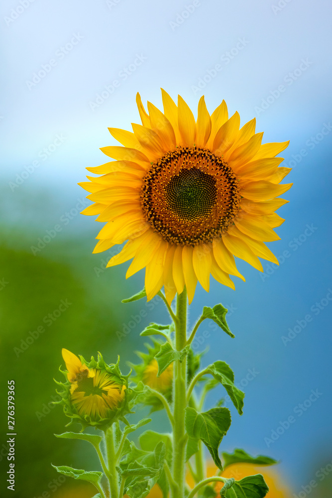 Closeup of a sunflower  - obrazy, fototapety, plakaty 