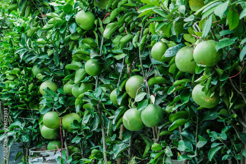 Wallpaper Mural Pomelo fruit tree in Bangladeshi Jambura or Batabinebu. Pomelo Lemon Wall Torontodigital.ca