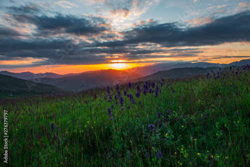 Mountain lavender flowers during a colorful sunset