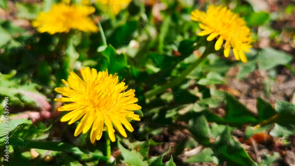 Yellow dandelion flower on nature in spring Yellow dandelion flower on nature in spring