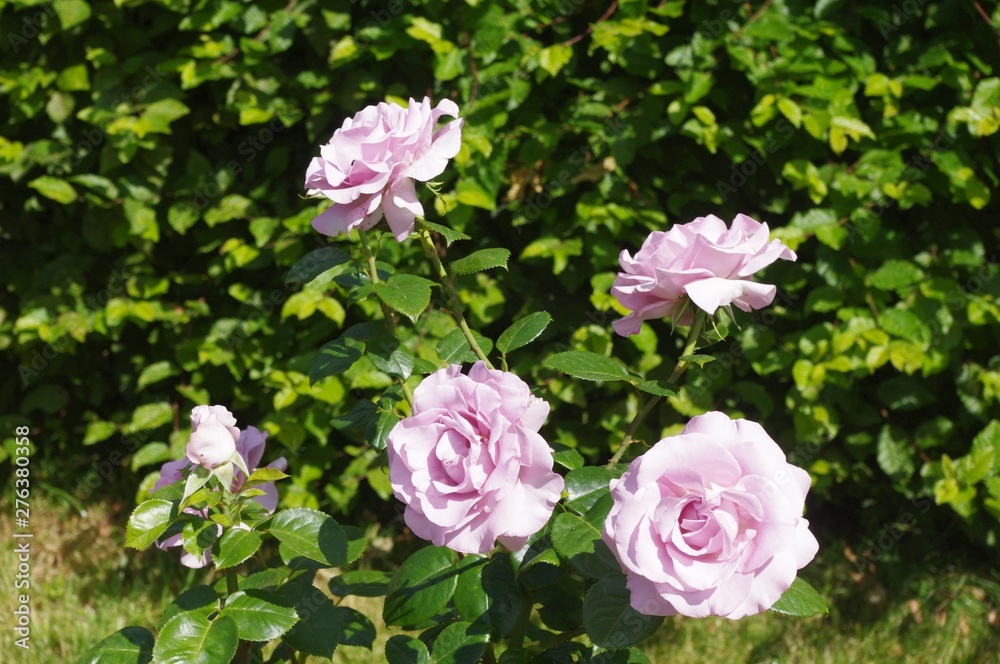 Les roses du jardin de Cesson-Sévigné