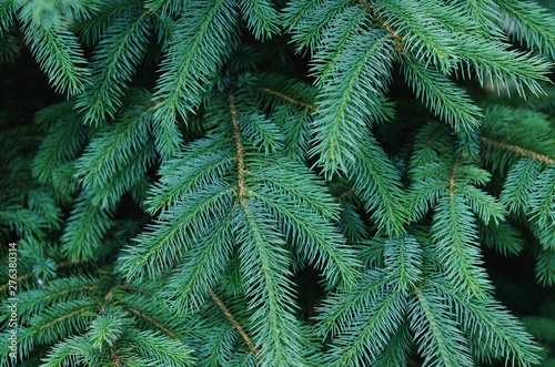 Fluffy fir tree brunch close up. Christmas wallpaper concept. - Image