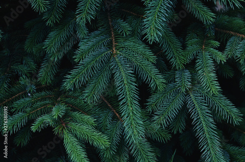 Fluffy fir tree brunch close up. Christmas wallpaper concept. - Image