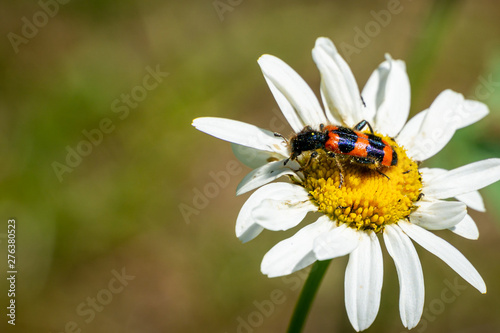Colorful striped red-black beetle Trichodes apiarius, Cleridae sitting on white daisy flower Leucanthemum vulgare. Pest from the Moscow region parasitizing in beehives. Blurred green background.