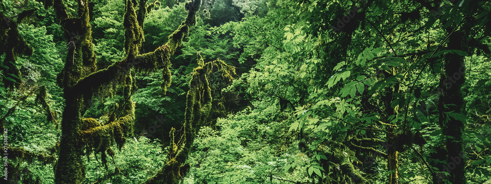 Forest plants green life Forest plants green life