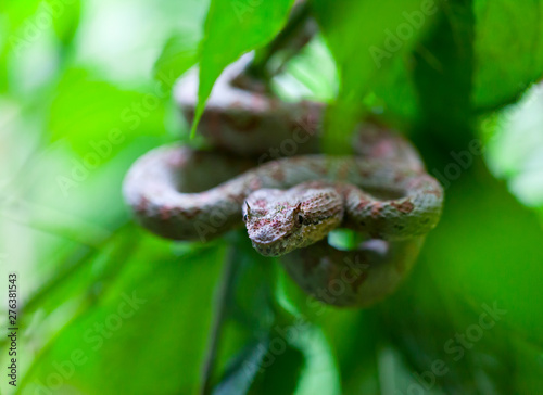 Eyelash Viper (Blue)/ Crotalo Cornudo (Azul)