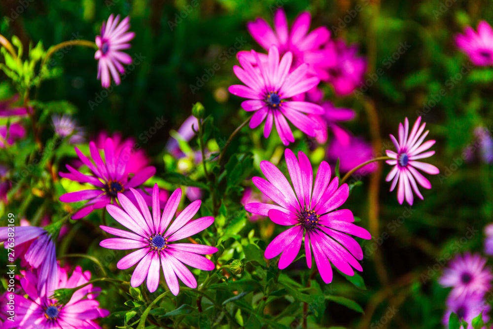flowers in the garden flowers in the garden