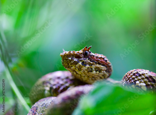 Eyelash Viper (Blue)/ Crotalo Cornudo (Azul)