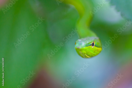 GREEN VINE SNAKE - BEJUQUILLA VERDE(Oxybelis fulgidus), Costa Rica, Central America, America photo