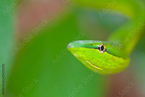 GREEN VINE SNAKE - BEJUQUILLA VERDE(Oxybelis fulgidus), Costa Rica, Central America, America photo