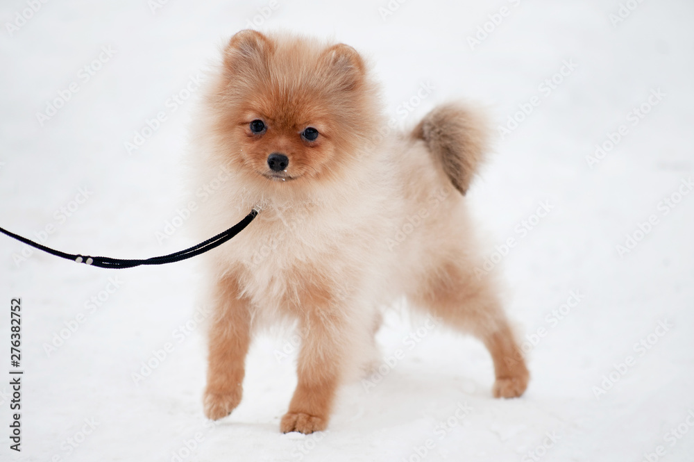 Cute Pomeranian spiz puppy on snow Cute Pomeranian spiz puppy on snow