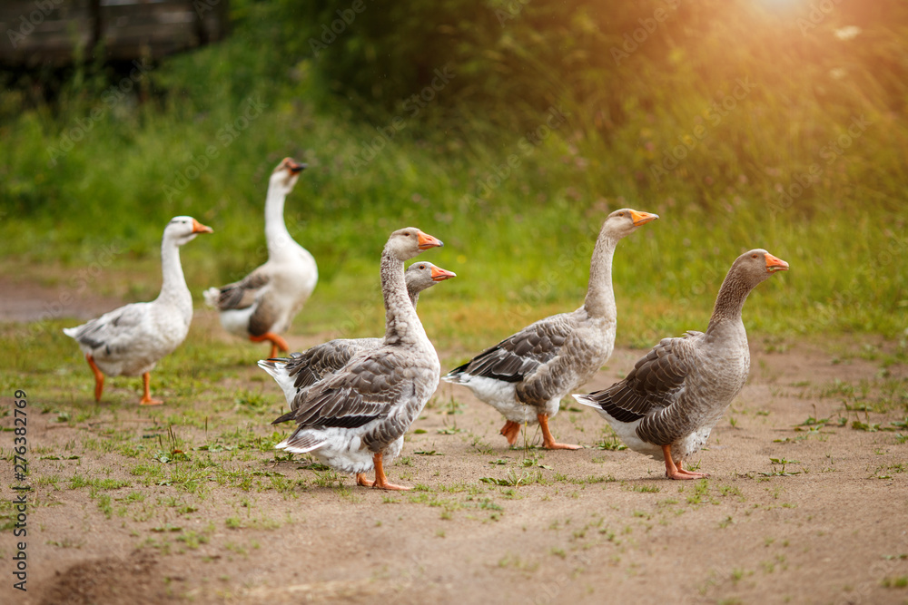 A flock of beautiful domestic geese walking in a meadow near a farmhouse Gray farm geese Rural landscape Sun flare A flock of beautiful domestic geese walking in a meadow near a farmhouse Gray farm geese Rural landscape Sun flare