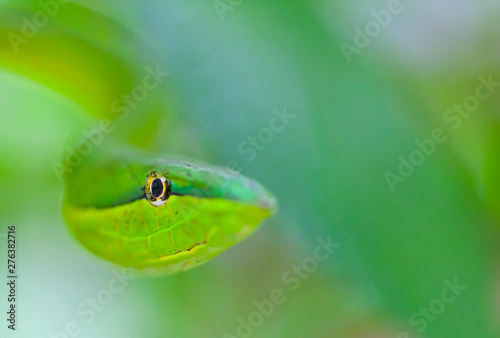 GREEN VINE SNAKE - BEJUQUILLA VERDE(Oxybelis fulgidus), Costa Rica, Central America, America photo
