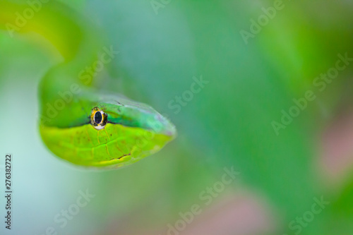 GREEN VINE SNAKE - BEJUQUILLA VERDE(Oxybelis fulgidus), Costa Rica, Central America, America photo