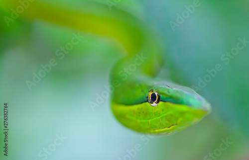GREEN VINE SNAKE - BEJUQUILLA VERDE(Oxybelis fulgidus), Costa Rica, Central America, America photo