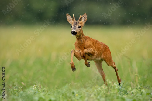 Roe deer  capreolus capreolus  buck running fast across green field in light summer rain with water drops falling around. Wild deer sprinting in nature. Dynamic wildlife scenery.