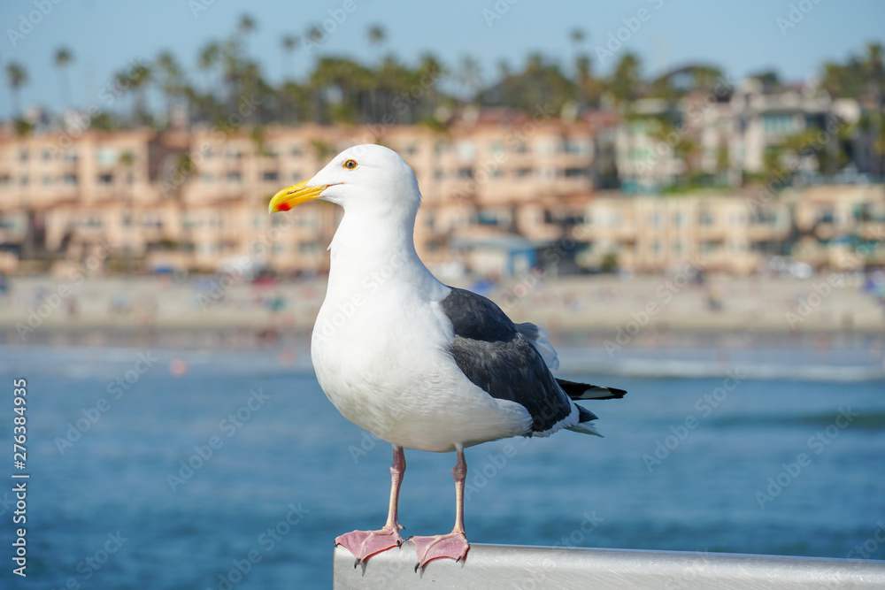 Fototapeta premium Close up of seagull standing on a pier with sea and coastline on the background. Seagull waiting on the Oceanside Pier. In North San Diego, California, USA.