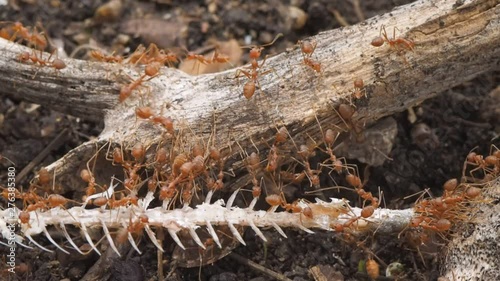 Vdo. Clip Weaver ants or green ants (Oecophylla) hunter, a group of green ants taking a fish bone on dry branch to the nest.