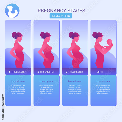 Vector illustration of pregnant female silhouettes. Changes in a woman's body in pregnancy. Pregnancy stages, trimesters and birth