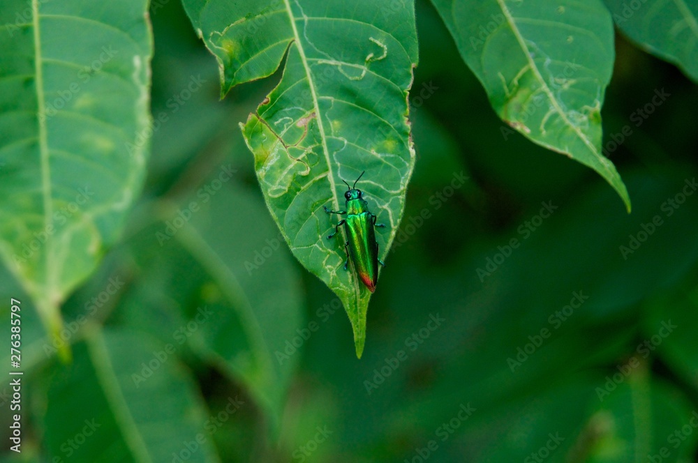 Bug climbing a Green Leaf Bug climbing a Green Leaf
