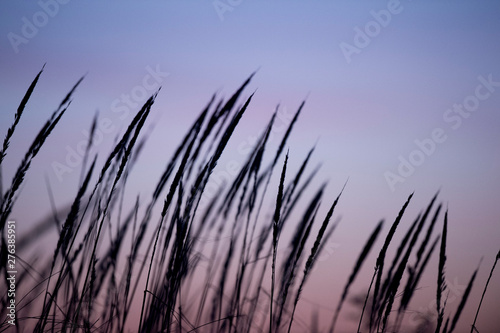 Dawn Dune Grass Silhouette