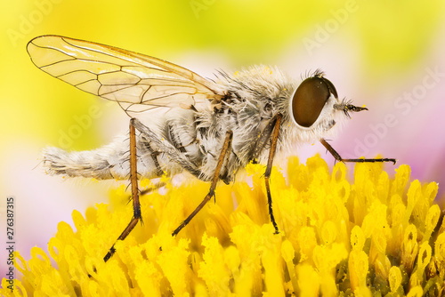 Coastal Silver-stilleto, stiletto fly, Acrosathe annulata, Therevidae photo